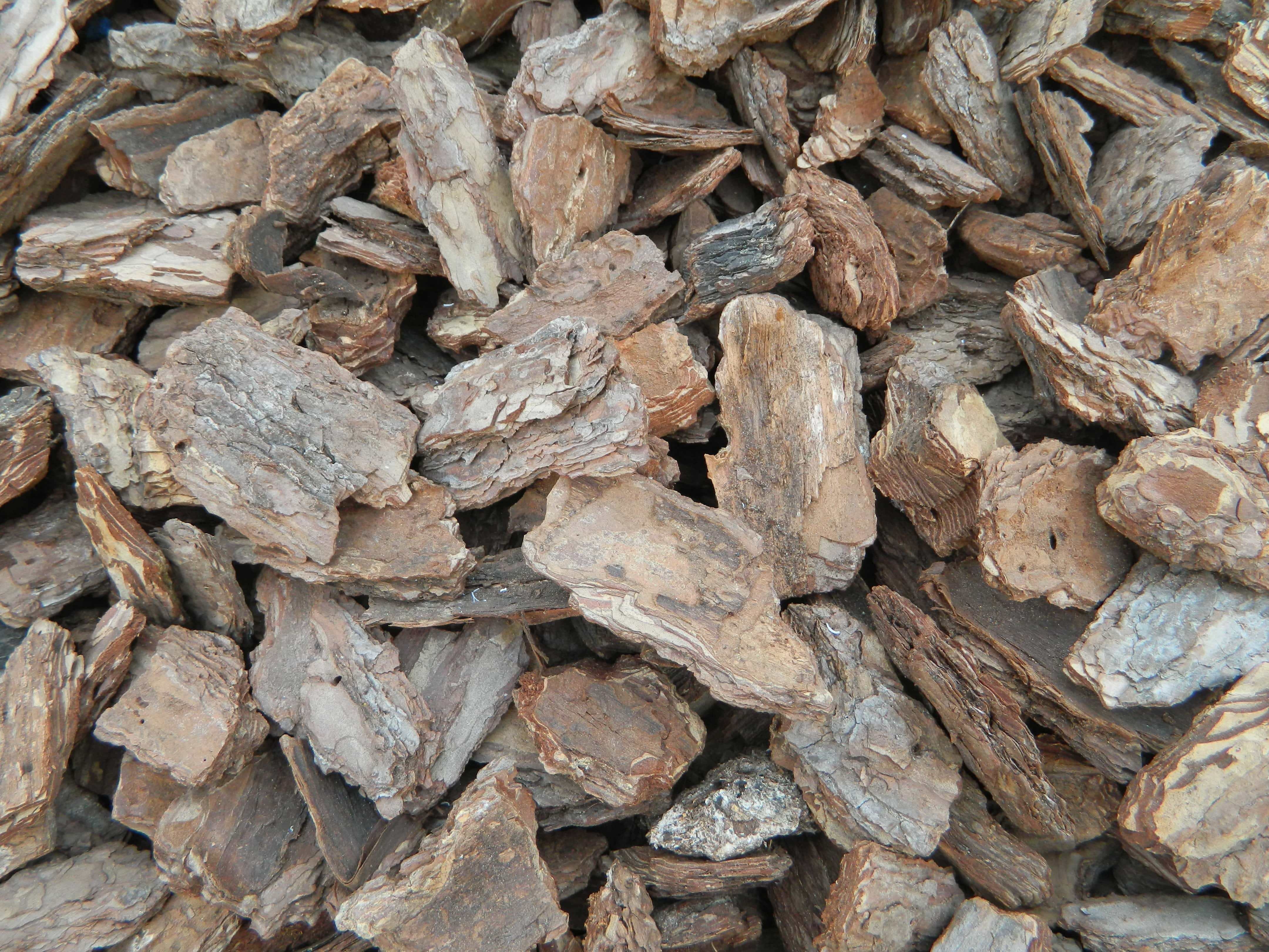 Кора соснова