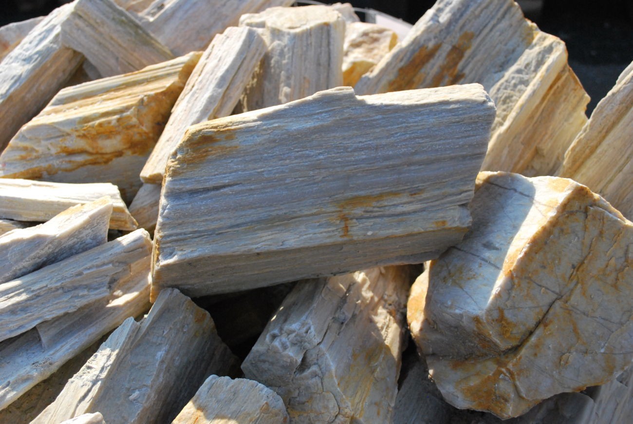 Окаменелое дерево