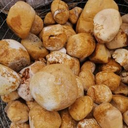 Валун жовтий